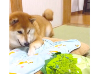 柴犬,動画