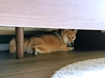 柴犬,動画