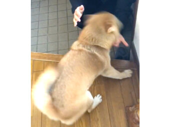 柴犬,動画