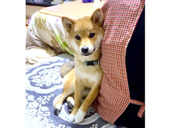 柴犬,動画