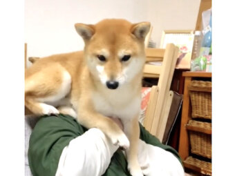 柴犬,動画