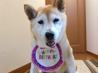 柴犬