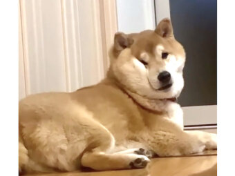 柴犬,動画