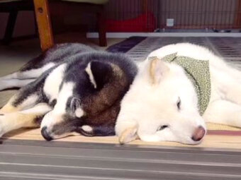 柴犬,動画