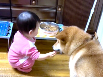 柴犬,動画