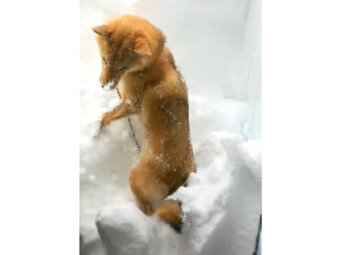 柴犬,YouTube