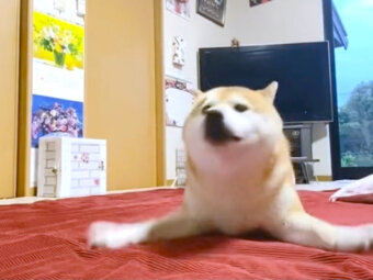 柴犬,動画