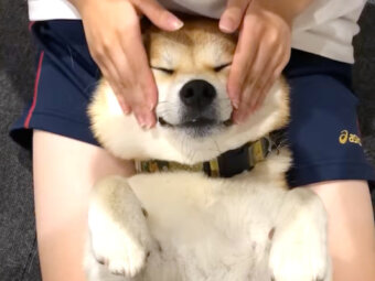 柴犬,YouTube