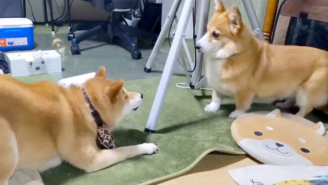 柴犬,動画