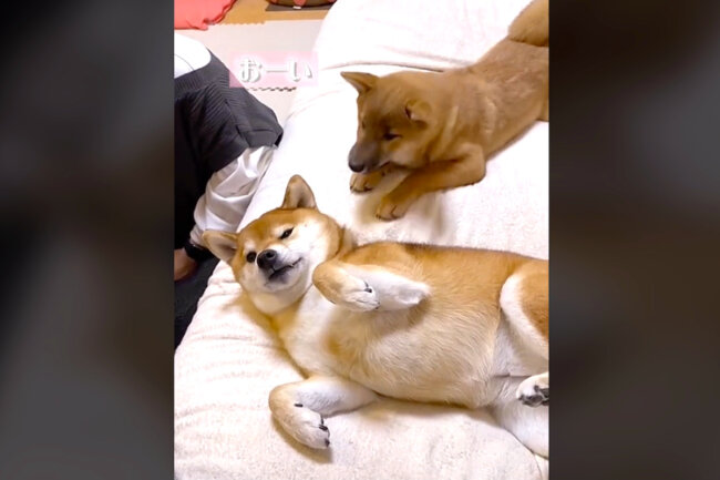 柴犬,動画