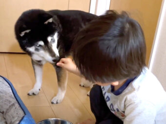 柴犬,YouTube