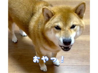 柴犬,動画