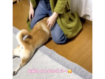 柴犬,動画