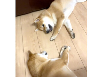 柴犬,動画