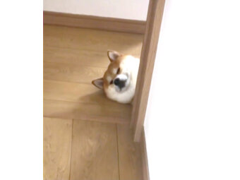 柴犬,動画