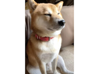 柴犬,YouTube