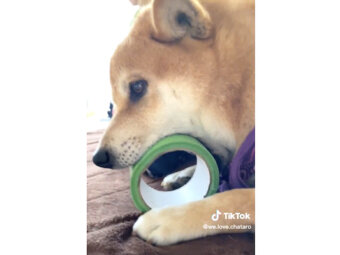 柴犬,動画