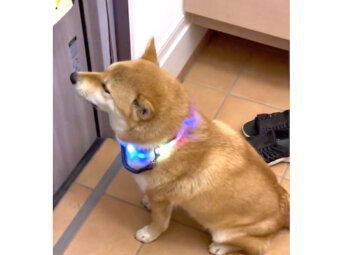 柴犬,動画