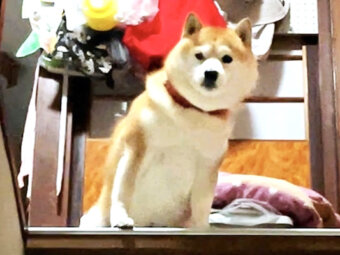柴犬,YouTube