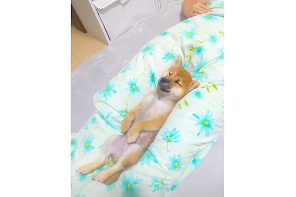 超スッポリ。飼い主の足の間に挟まって眠る柴犬パピーが可愛すぎる