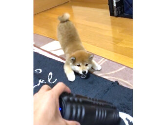 柴犬,動画