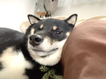 柴犬,動画