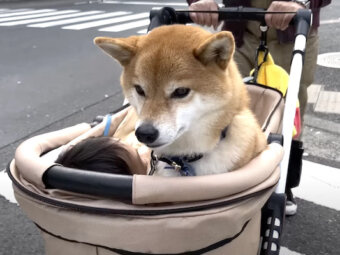 柴犬,YouTube