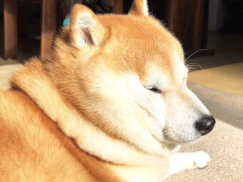 柴犬,YouTube