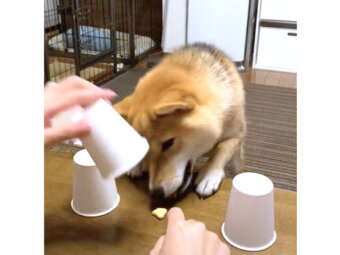 柴犬,動画