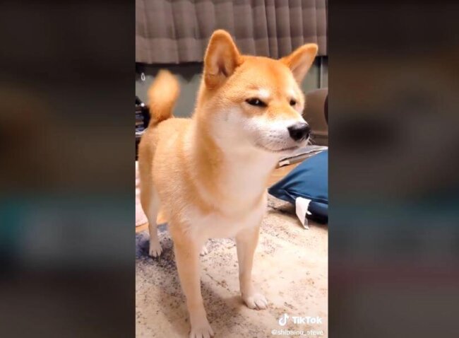 柴犬,動画