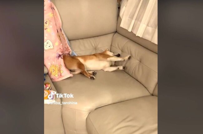 柴犬,動画