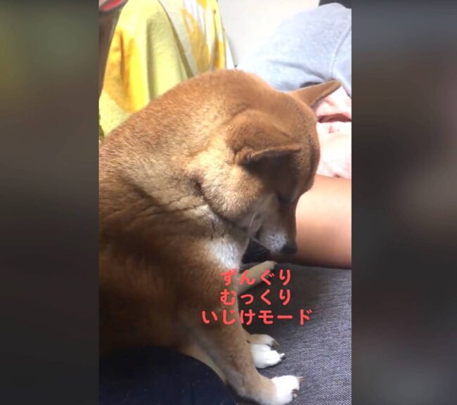 柴犬,動画