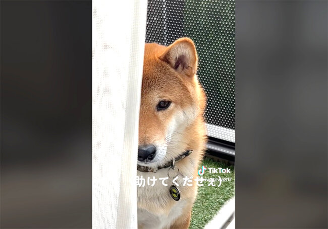 柴犬,動画