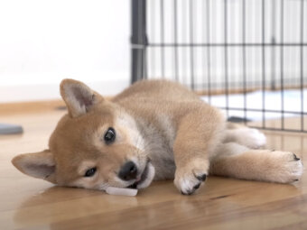 柴犬,YouTube