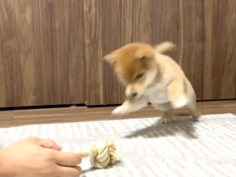 柴犬,動画