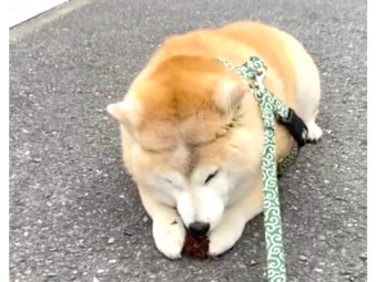 柴犬,Instagram