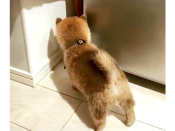 柴犬,動画