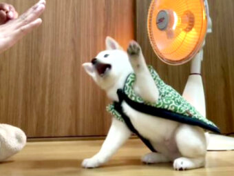 柴犬,動画