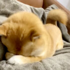 柴犬,YouTube