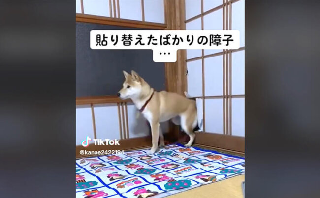 柴犬,動画