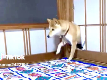 柴犬,動画