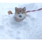 大雪散歩に出かけた柴犬が帰ってこないと心配してたら庭で「まだ遊ぶもん」って顔してた【動画】