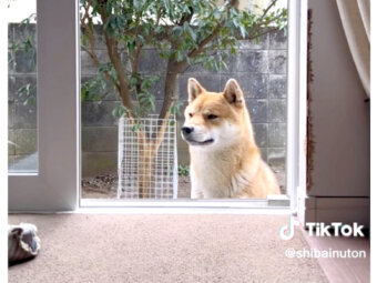 柴犬,動画