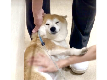 柴犬,動画