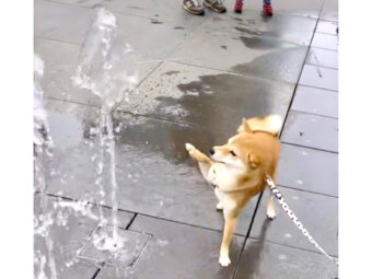 柴犬,動画