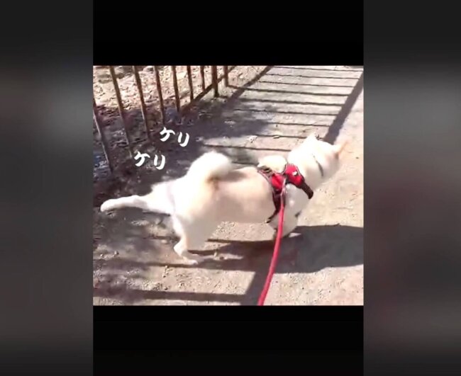 柴犬,動画