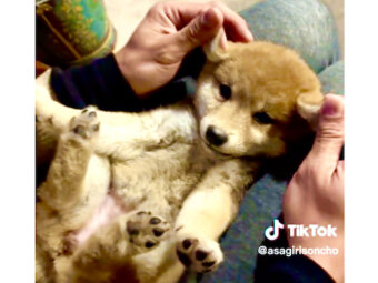 柴犬,動画