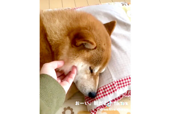 昭和すぎる枕で熟睡する柴犬がなにしても起きないのだが【動画