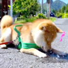 「（ﾊﾞｼｬｰｯ）ひゃっ!?」水風船が割れた瞬間の柴犬のリアクションが良すぎて何度も見ちゃう【動画】