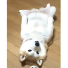 【柴の開き】犬っぽさゼロの衝撃的な姿で床に落ちている柴犬。その後ゆっくりと目を閉じ、寝た【動画】